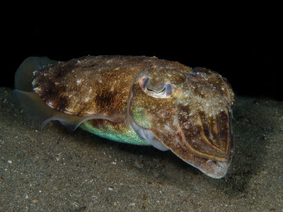 Broadclub Cuttlefish.jpg