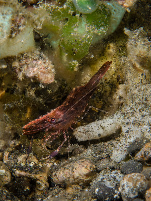 Brown Grass Shrimp.jpg