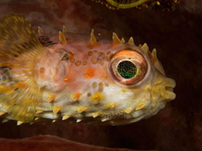 Burrfish Profile.jpg