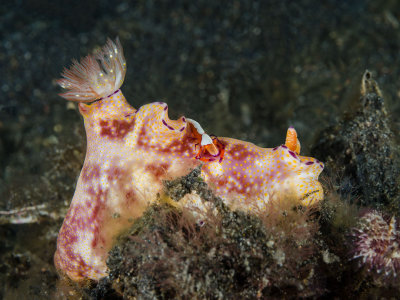 Ceratosoma sp with Emperor Shrimp.jpg