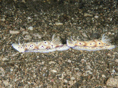 Chromodoris sp Pair.jpg