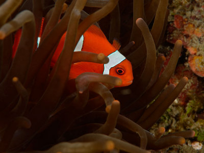 False Clown Fish.jpg