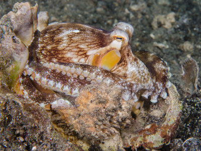 Coconut Octopus.jpg