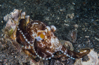 Coconut Octopus.jpg