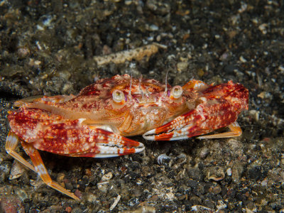 Crab unknown.jpg