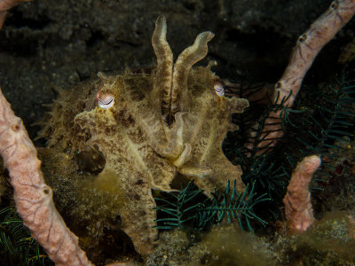 Cuttlefish Portrait.jpg