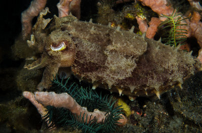 Cuttlefish Profile.jpg