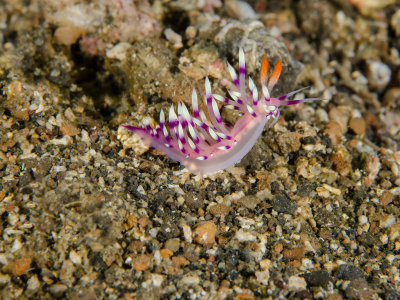 Fabellina sp nudi.jpg