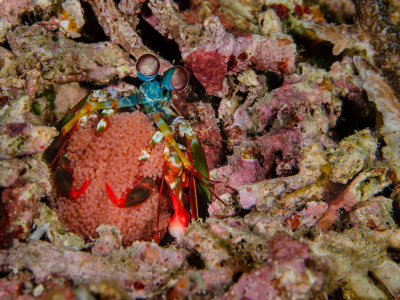 Female Peacock Mantis Shrimp with Eggs.jpg