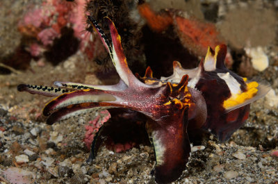 Flamboyant Cuttlefish.jpg