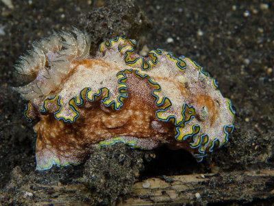 Girdled Glossodoris.jpg