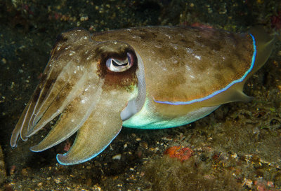 Golden Cuttlefish.jpg