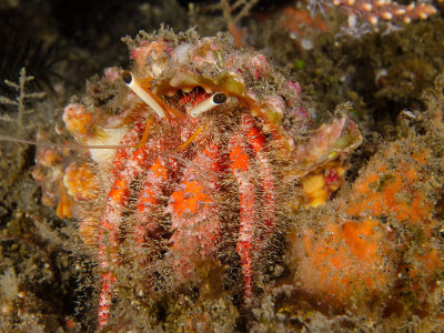 Hairy Red Hermit Crab.jpg