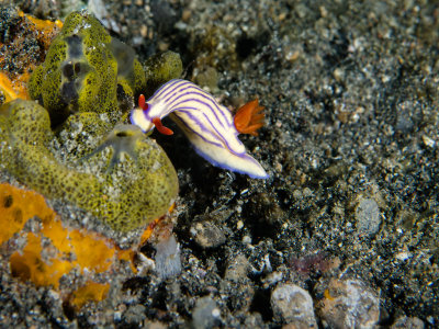 Hypselodoris sp.jpg