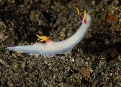 Hypselodoris variation.jpg