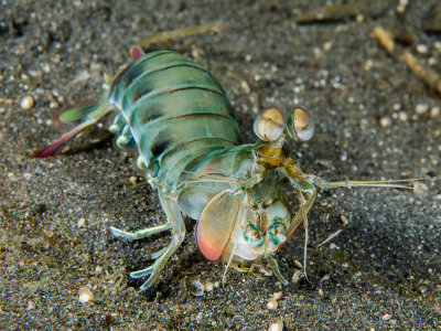 Keel Tail Mantis Portrait.jpg