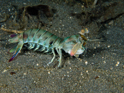 Keel Tail Mantis Shrimp.jpg