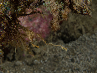 Lembeh Sea Dragon.jpg