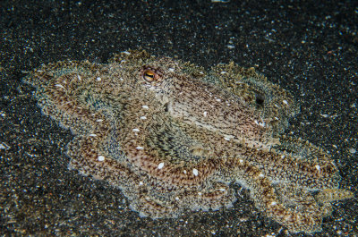 Long legged Octopus.jpg