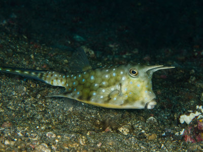 Longhorn Cowfish.jpg