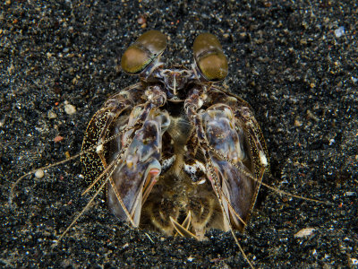 Mantis Shrimp.jpg