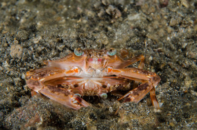 Mating unknown crabs.jpg