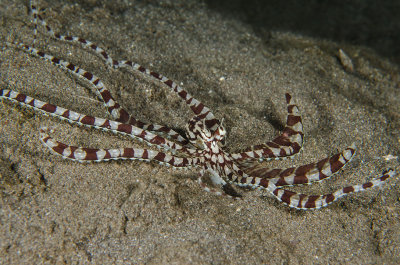 Mimic Octopus.jpg