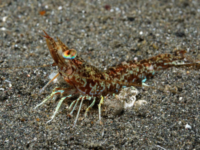 Night Shrimp.jpg