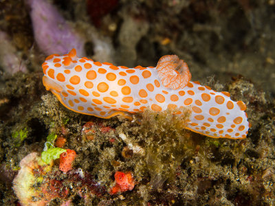 Orange Bumpy Gymnodoris.jpg