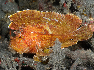 Orange Leaf Scorpionfish.jpg