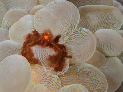 Orangutan Crab on Bubble Coral.jpg