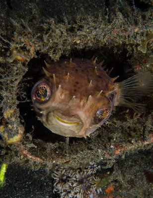 Orbicular Burrfish Portrait.jpg