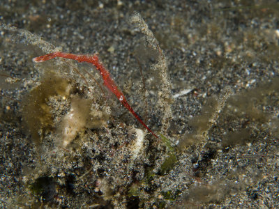 Oscellated Tozeuma Shrimp.jpg
