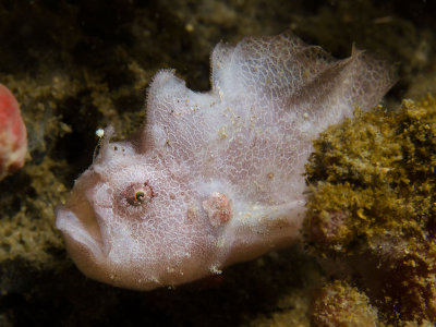 Painted Frog Fish Pink Phase.jpg