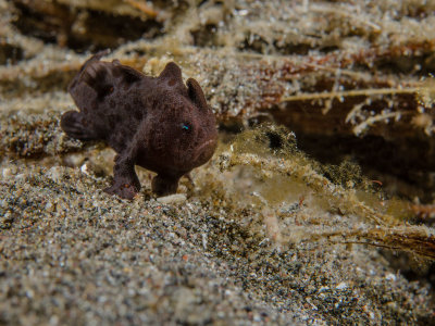 Painted Frogfish baby.jpg