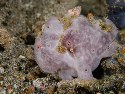 Painted Frogfish pink phase.jpg