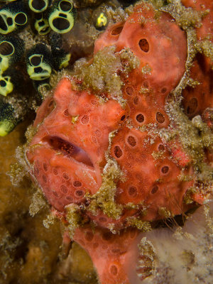 Painted Frogfish red phase.jpg