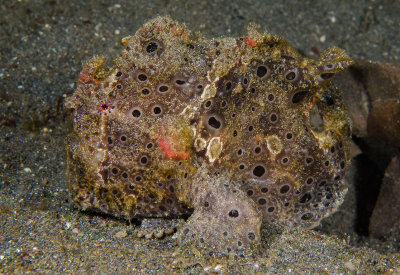 Painted Frogfish.jpg