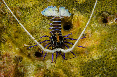 Painted Spiny Lobster Juvenile.jpg