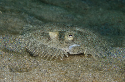 Peacock Flounder Portrait.jpg