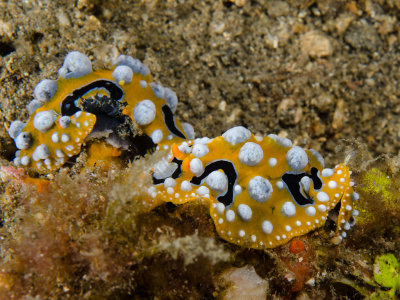 Phyllidia Nudi.jpg