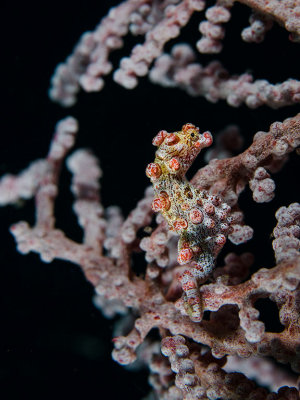 Pygmy Seahorse.jpg