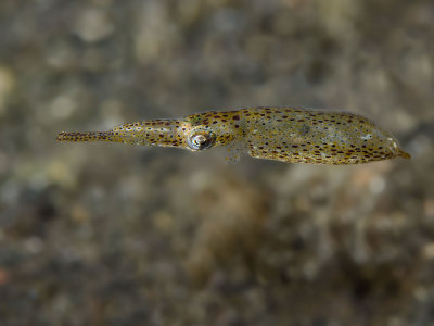 Pygmy Squid.jpg