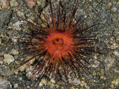 Radiant Sea Urchin.jpg