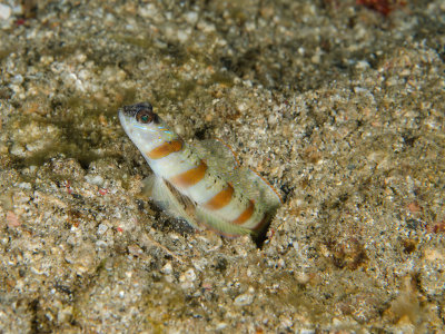 Red Margin Shrimp Goby.jpg