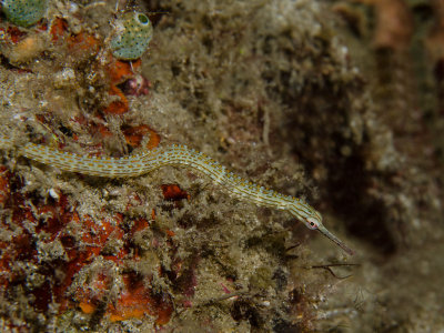 Reeftop Pipefish.jpg