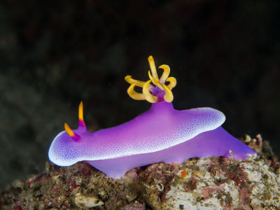 Robe Hem Hypselodoris.jpg