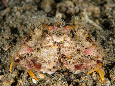 Rough Box Crab.jpg