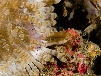 Sarasvati Anemone Shrimp.jpg