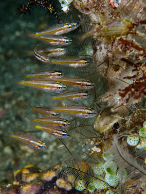 School of Tiny Cardinal Fish.jpg